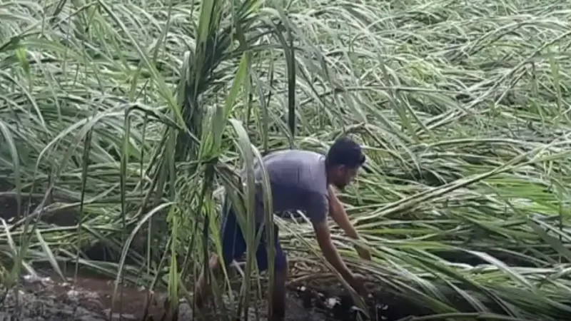 તાપીમાં ભારે વરસાદને કારણે ખેડૂતોના પાકને નુકસાન