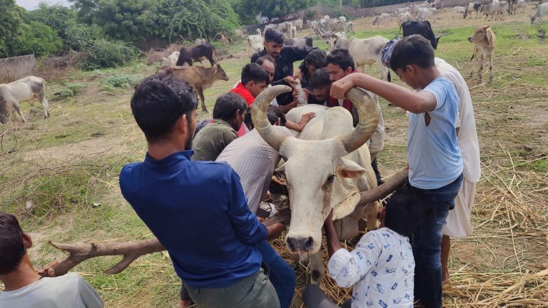 મોરવાડા ગામમાં 150થી વધુ ગાયો લમ્પી વાઇરસથી અસરગ્રસ્ત,યુવાનોએ ફાળો ઉઘરાવી રસીકરણ કરાવ્યું